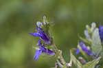 Great blue lobelia